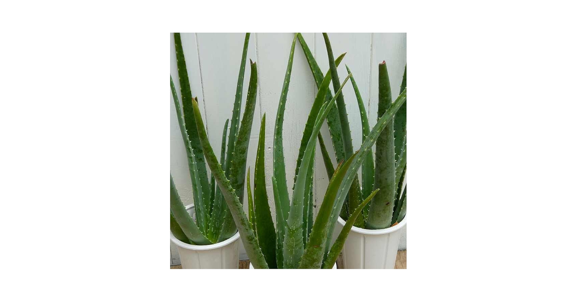 Amazon.co.jp: アロエ ベラ 苗 4号鉢 1鉢 鉢植え 全高60cm 多肉
